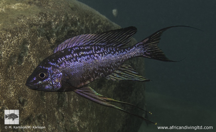 Cyathopharynx sp. 'neon streak' Katondo Point